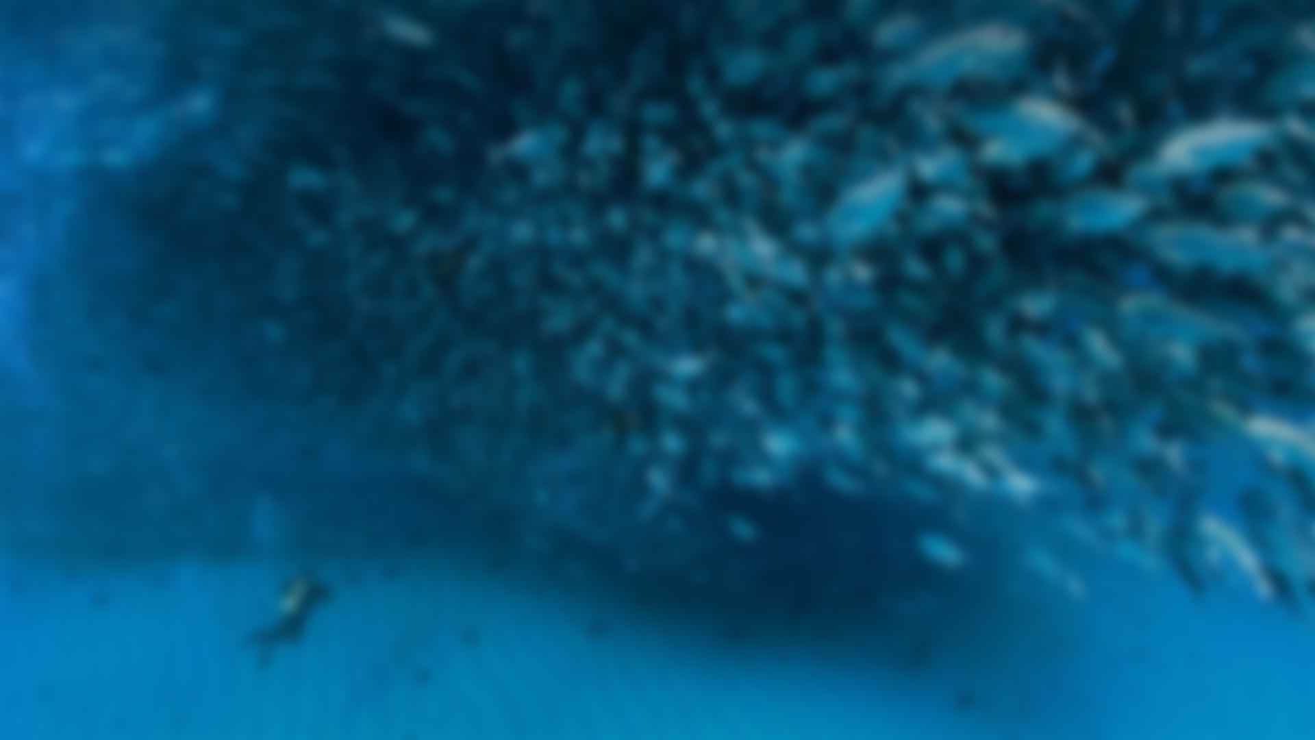 ӵʽ